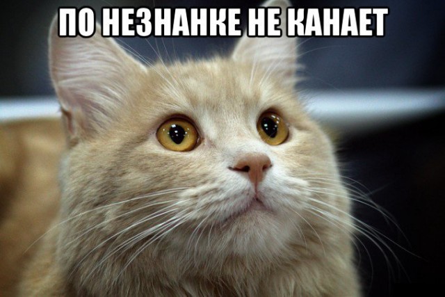 Вопрос уголовника  80 левела