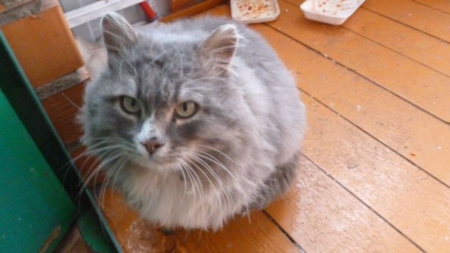 Дом для кота