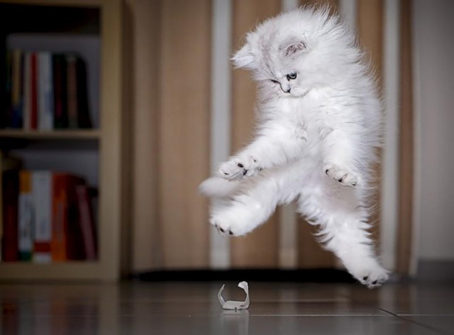 Коты и Кошки