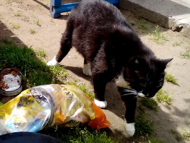 Котовторник 04/04/2017