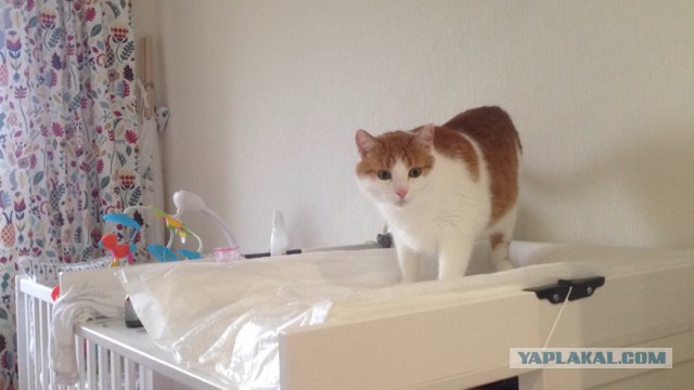 Котовторник 03.10.17.