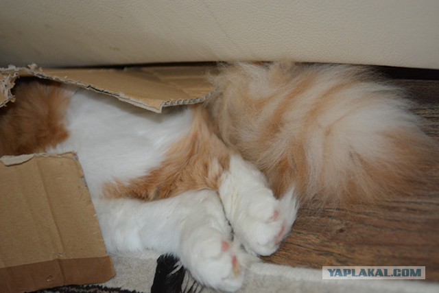Котовторник