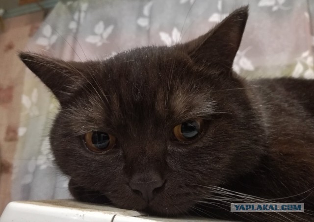 Котовторник  19.12.2017