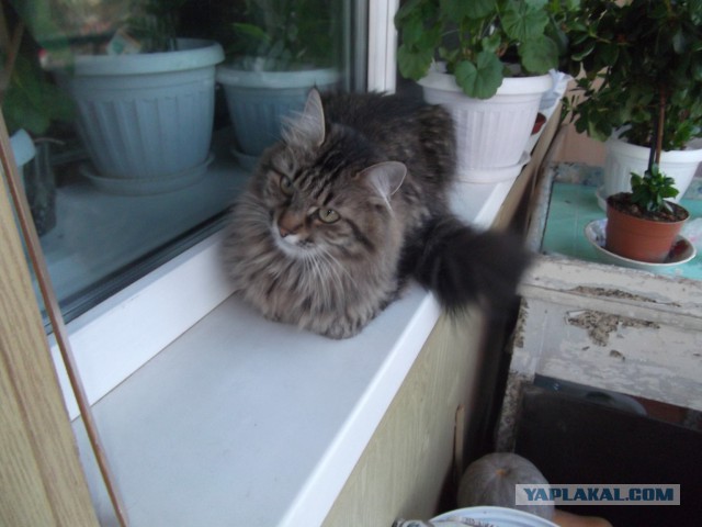 Котовторник  13.02.2018