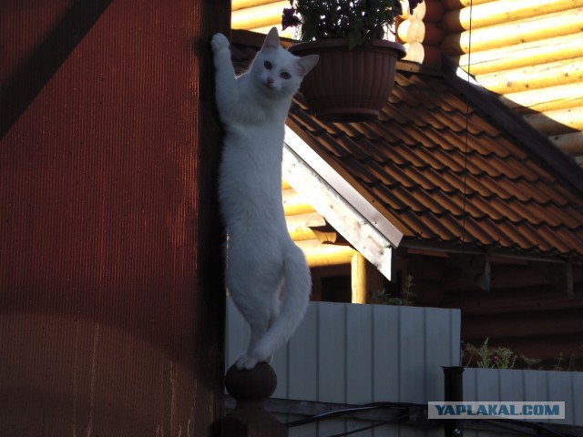 Котовторник ждали? А вот и он!