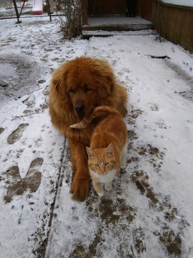 Новый член семьи