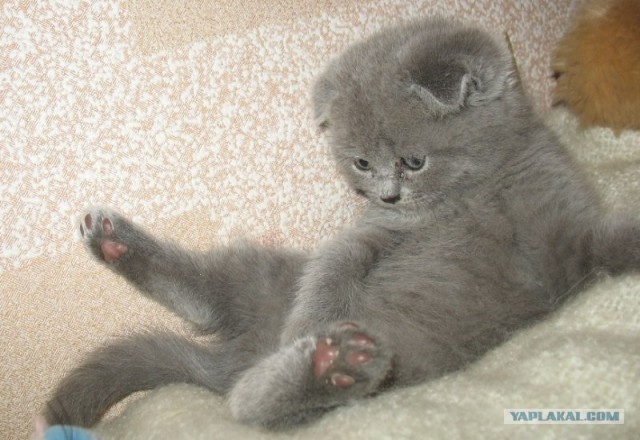 Кошачий язык