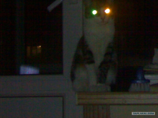 А вот котовторничек