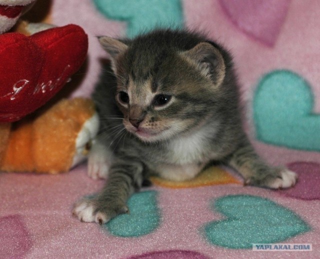 Котовторник уже сегодня!