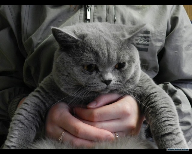Котовторник  07.06.11