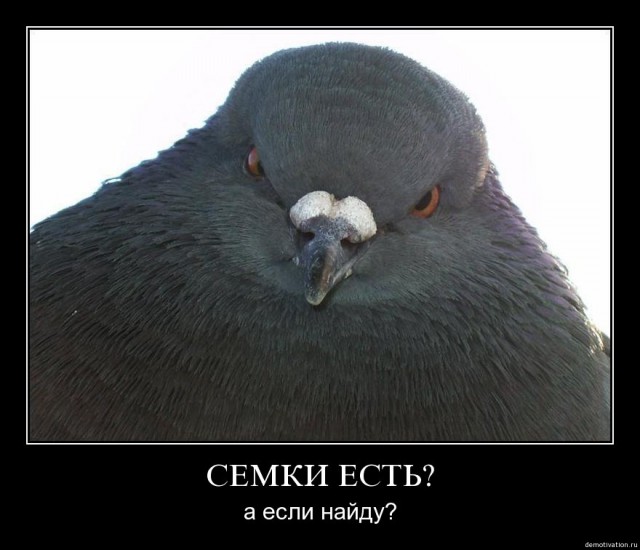 Голубь