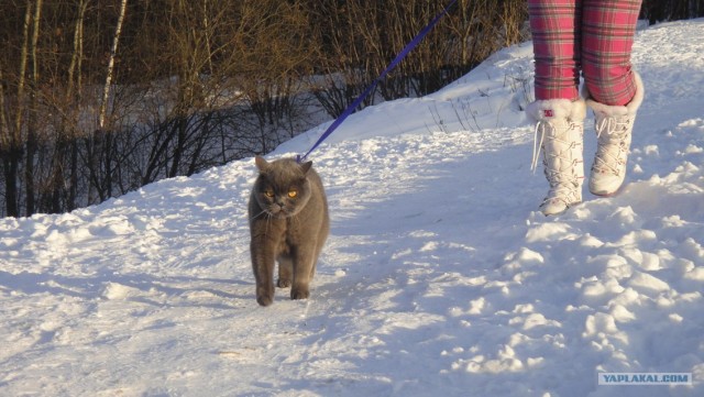 Ну и где ваш котовторник?