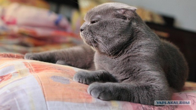 Котовторник (31.01.2012)