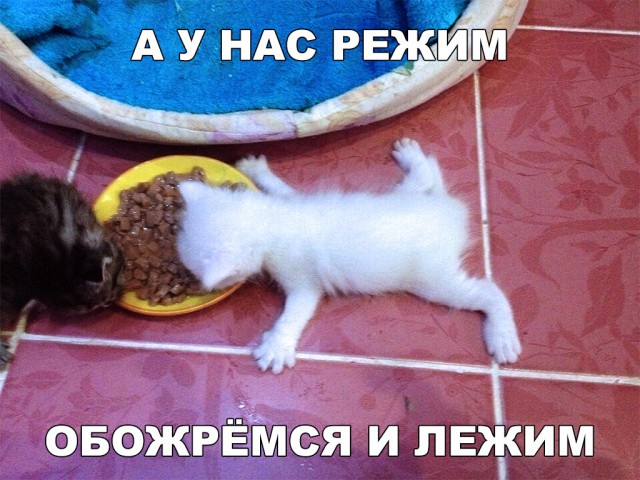 Немного милоты