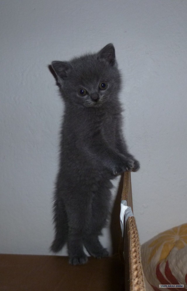 Котовторник! 13.03.2012