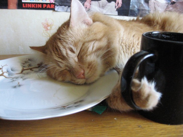 Котовторник 20.03.2012