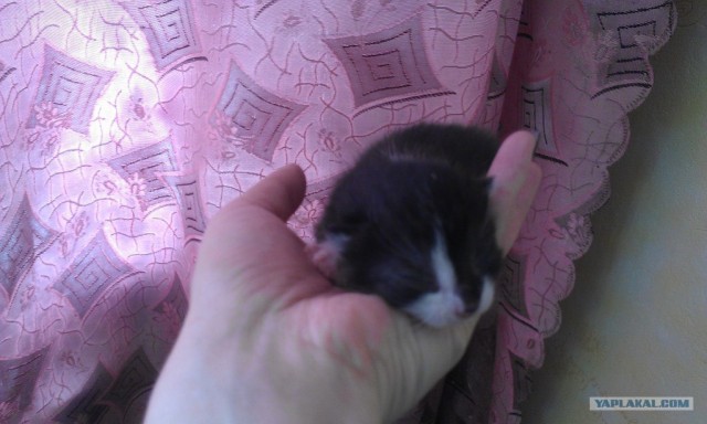 Котовторник 8 мая 2012