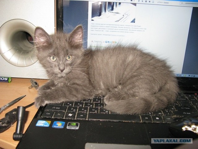 Котовторник  28.08.12
