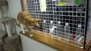 Рыжий хулиган