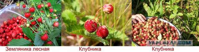 А почем у вас клубника?