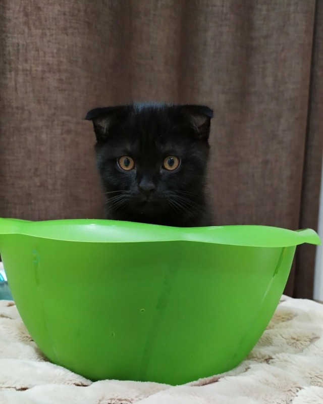 Забавные фото котеек