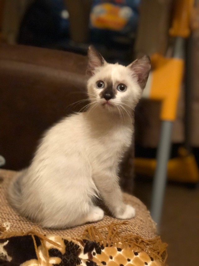 Забавные фото котеек