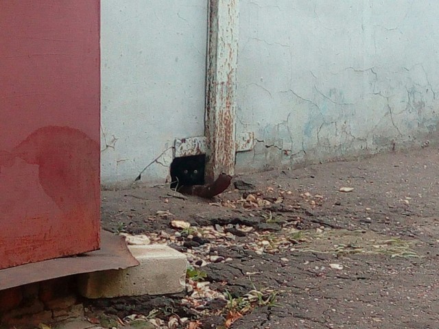 Живность из сети