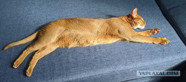 Коты, которые нас порадовали!