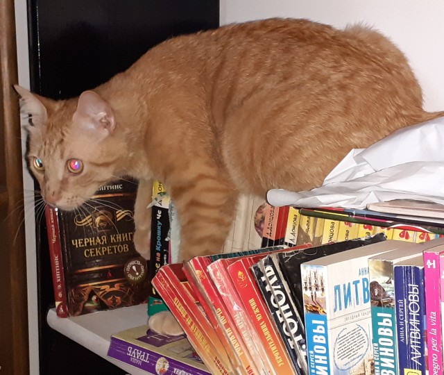 Коты, которые нас порадовали!