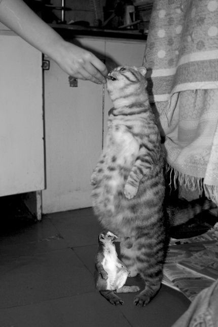 Кормим кота с рук