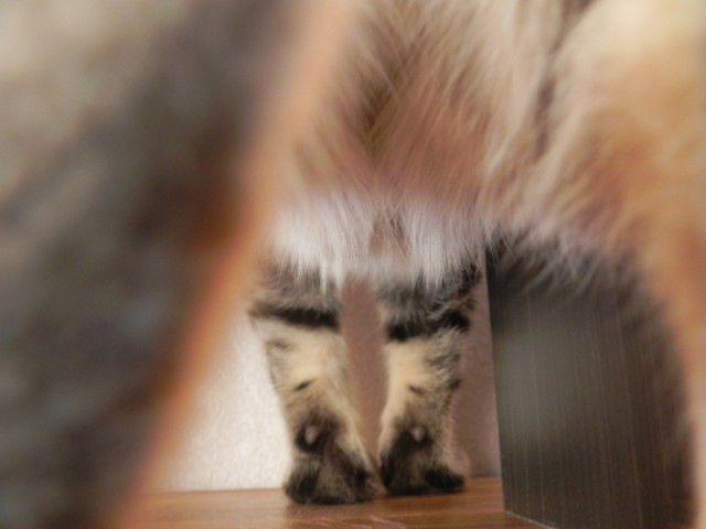 Фотожаба: Ноги котэ