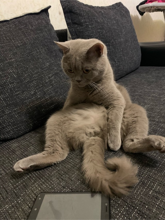 Котовторник 17.11.20