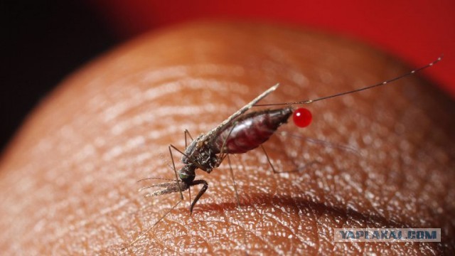 Уже трое россиян, включая подростка, умерли от малярии после путешествия на Занзибар