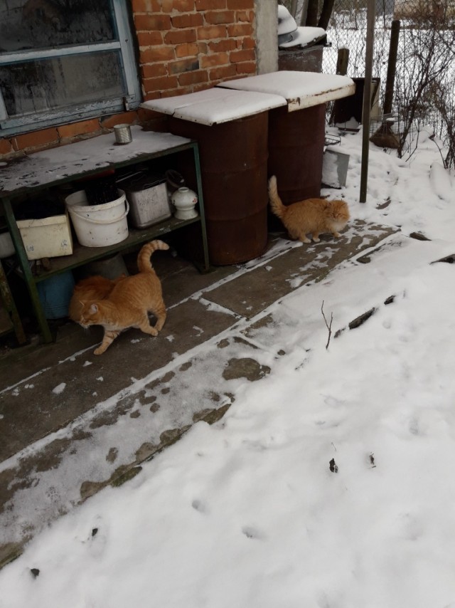 Уличные котаны