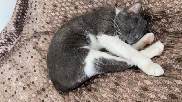 Котовторнику быть!