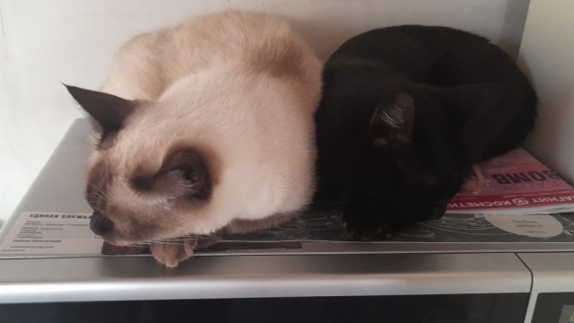 Даешь котовторник!