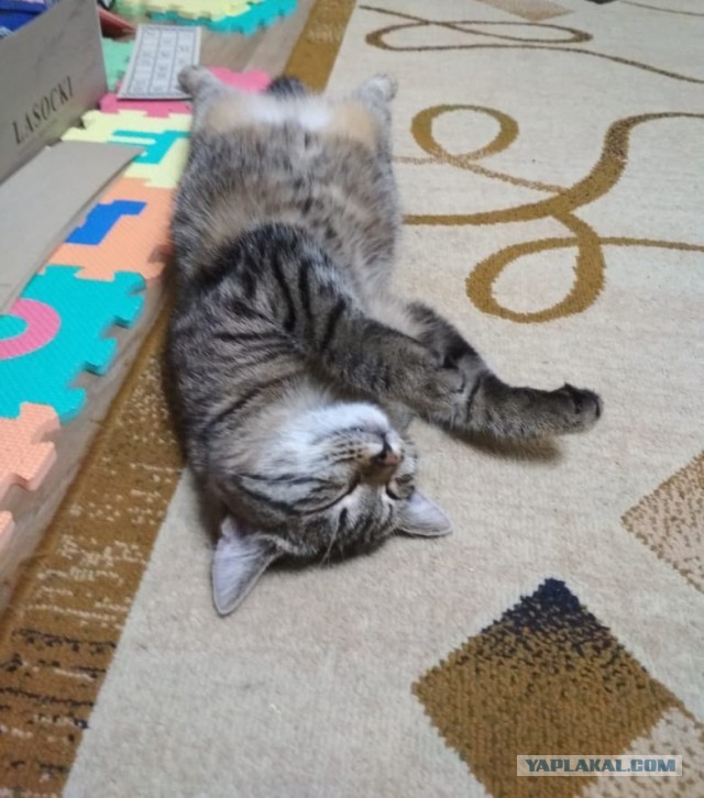 С котовторником!