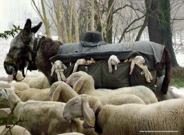 Осёл: Животное с «двойным дном». Почему лошади не способны их заменить? Какие у ослов есть особые способности?