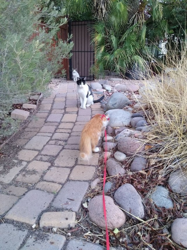 Коты в США