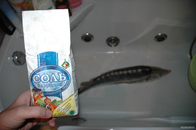 Все из рыбы!