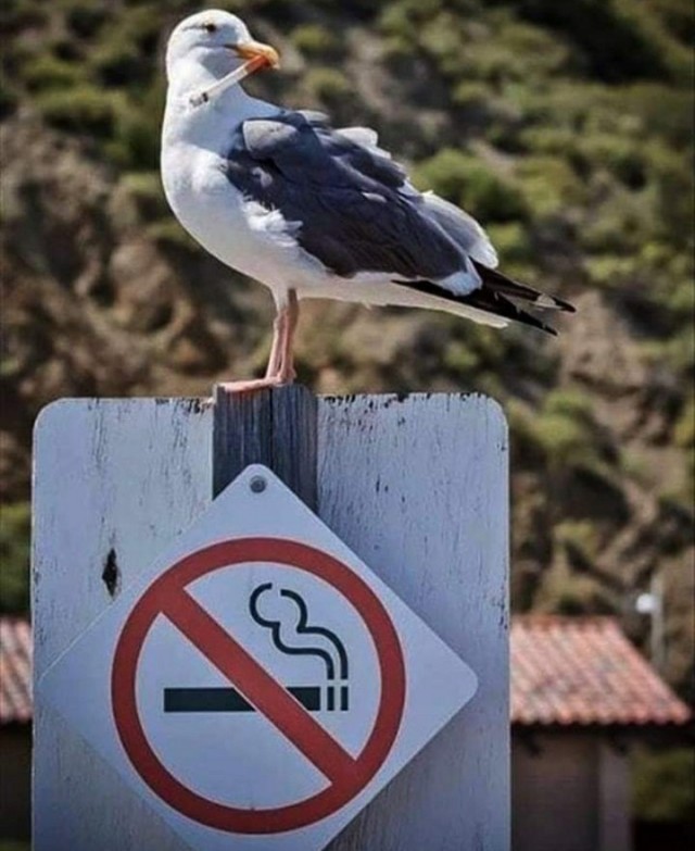 Настоящий Интернет