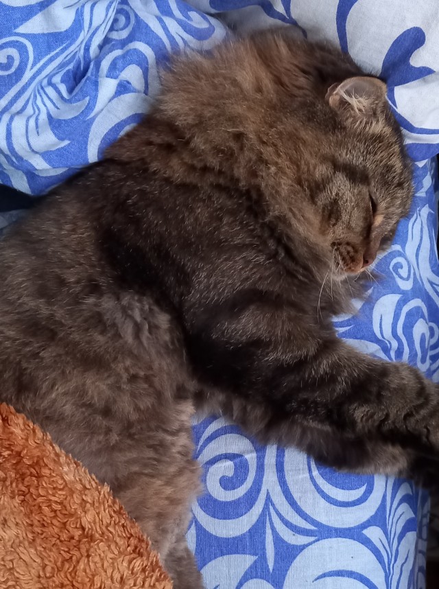 Котовторник 28.09.21