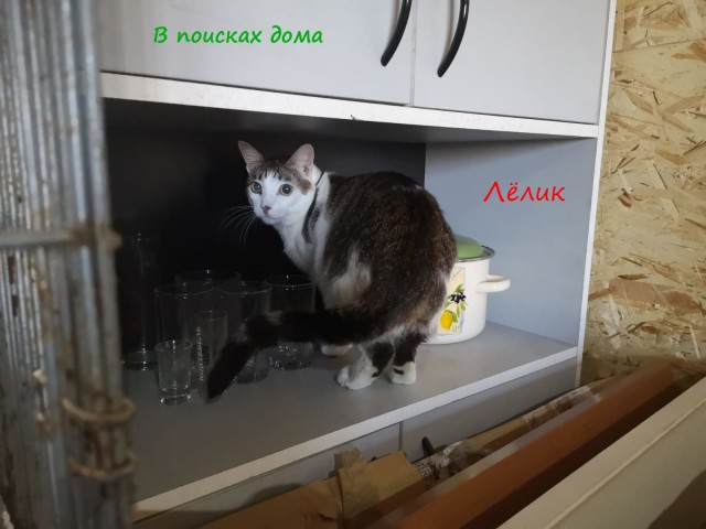 Жизнь домашнего приюта "Котоленд" 310