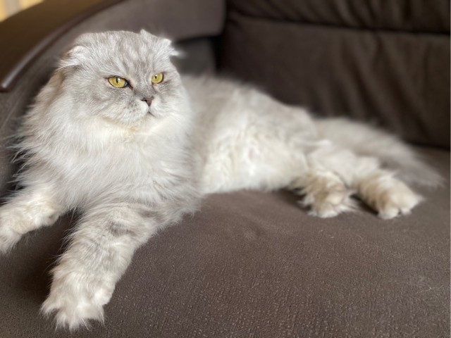 Котовторник так котовторник