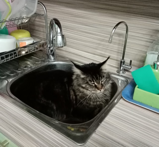 Котовторник. Февраль