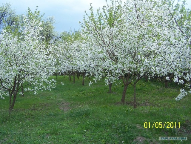 Зеленый (сельский) туризм в Моринцах (Украина)