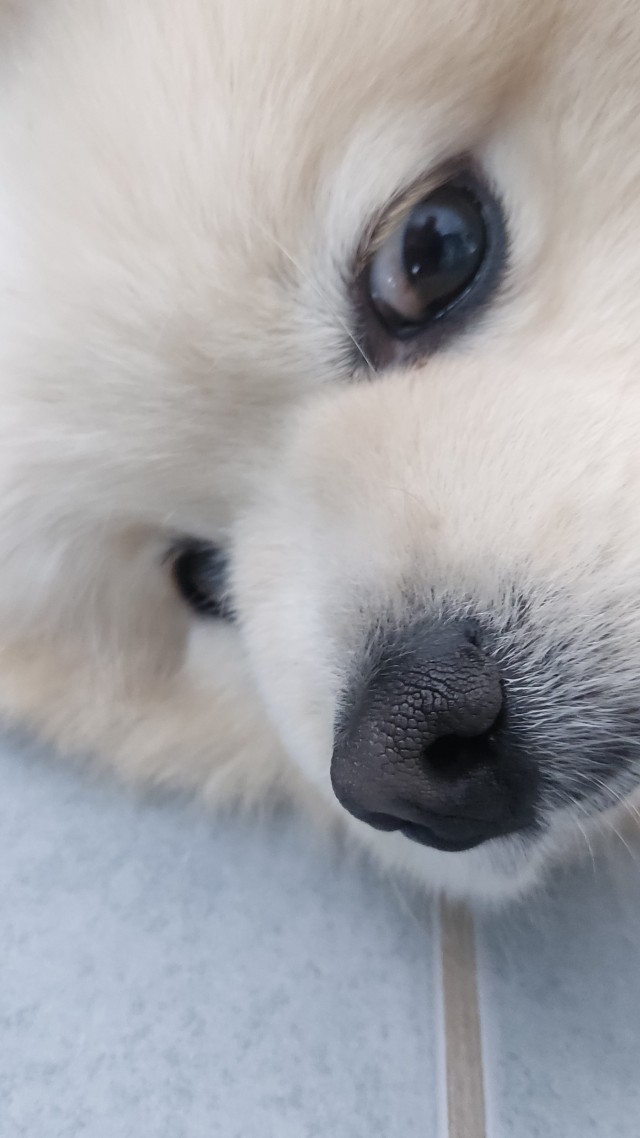Нос