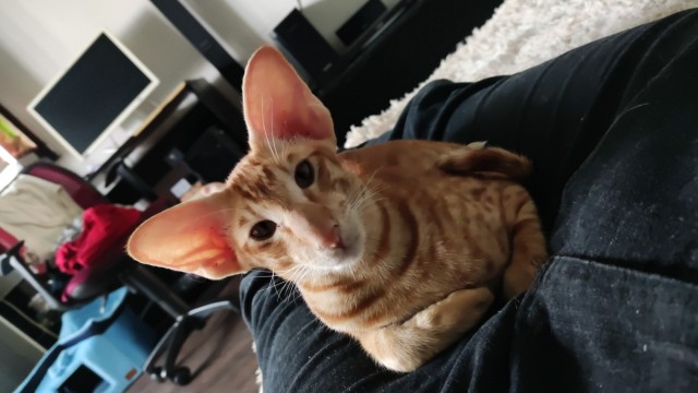 О котах