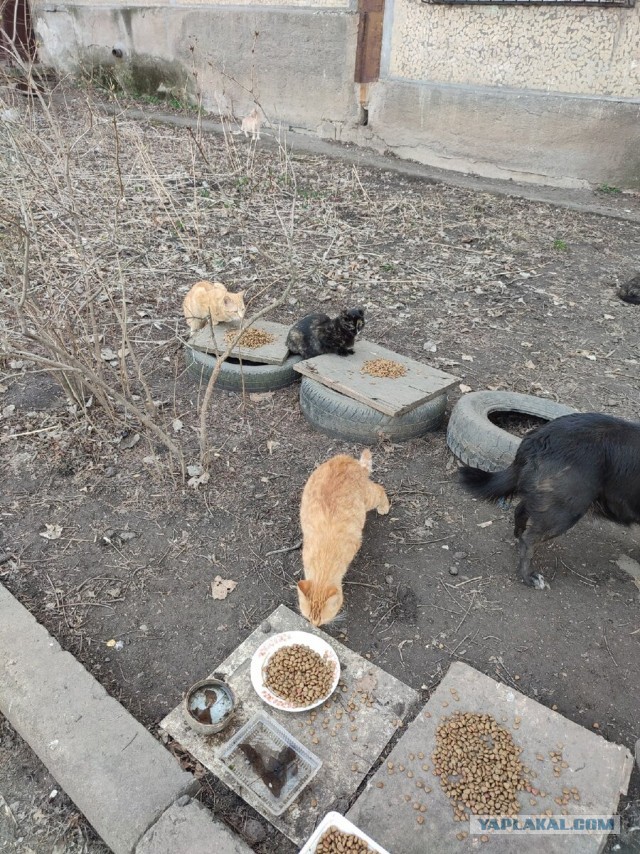 Котики в беде