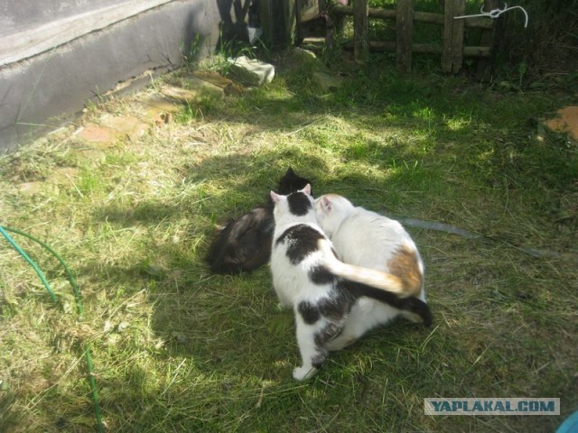 Жизнь домашнего приюта для котеек 399